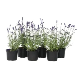 Buskads^Lavendel - Sæt med 6 - Lavandula angustifolia - Højde 10-15cm - ⌀11cm
