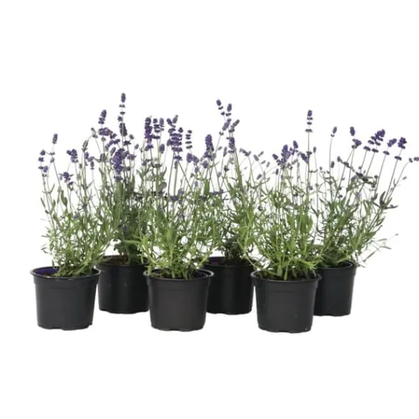 Buskads^Lavendel - Sæt med 6 - Lavandula angustifolia - Højde 10-15cm - ⌀11cm