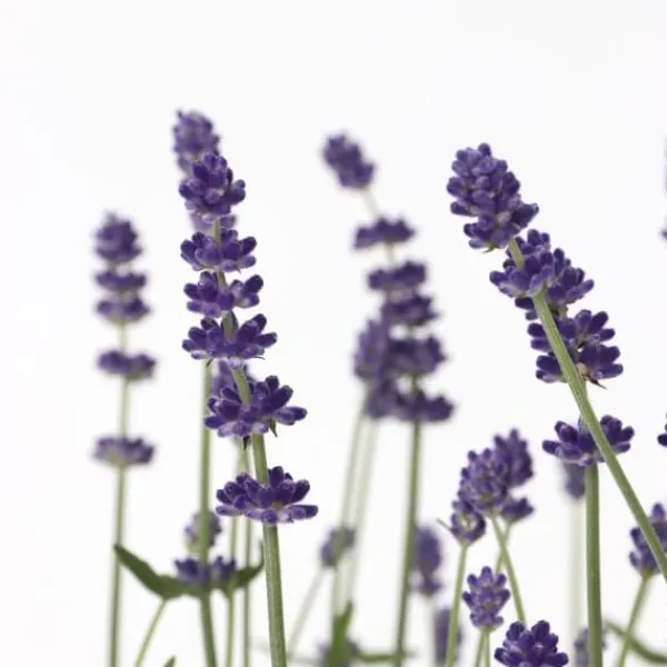 Buskads^Lavendel - Sæt med 6 - Lavandula angustifolia - Højde 10-15cm - ⌀11cm