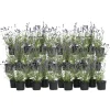 Discount Lavendel - Sæt med 36 - Lavandula angustifolia - Højde 10-15cm - ⌀11cm Buskads