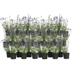 Discount Lavendel - Sæt med 36 - Lavandula angustifolia - Højde 10-15cm - ⌀11cm Buskads