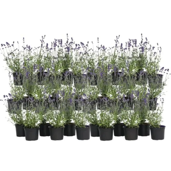 Discount Lavendel - Sæt med 36 - Lavandula angustifolia - Højde 10-15cm - ⌀11cm Buskads