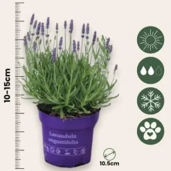 Discount Lavendel - Sæt med 36 - Lavandula angustifolia - Højde 10-15cm - ⌀11cm Buskads