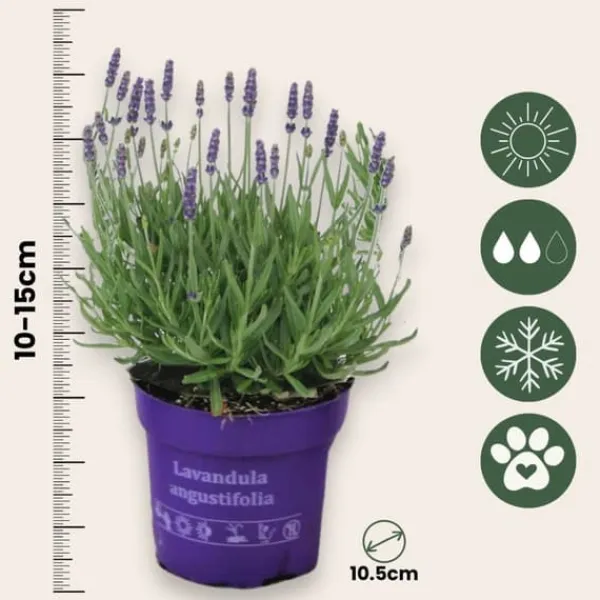 Discount Lavendel - Sæt med 36 - Lavandula angustifolia - Højde 10-15cm - ⌀11cm Buskads