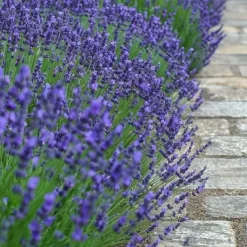Discount Lavendel - Sæt med 36 - Lavandula angustifolia - Højde 10-15cm - ⌀11cm Buskads