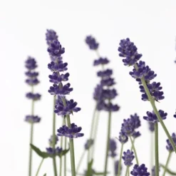 Discount Lavendel - Sæt med 36 - Lavandula angustifolia - Højde 10-15cm - ⌀11cm Buskads