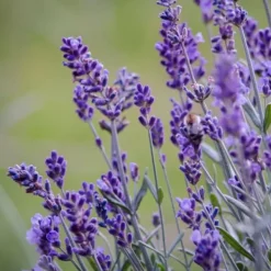 Discount Lavendel - Sæt med 36 - Lavandula angustifolia - Højde 10-15cm - ⌀11cm Buskads