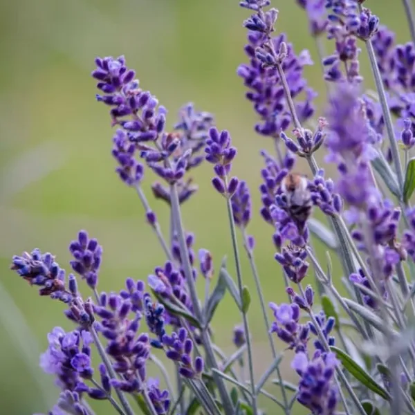 Discount Lavendel - Sæt med 36 - Lavandula angustifolia - Højde 10-15cm - ⌀11cm Buskads