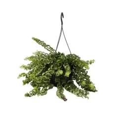 Clearance Læbestiftplante - Aeschynanthus pulcher - Højde 20-30cm - ⌀15cm Krukkeplanter Indendørs