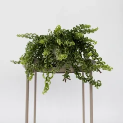 Clearance Læbestiftplante - Aeschynanthus pulcher - Højde 20-30cm - ⌀15cm Krukkeplanter Indendørs