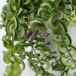 Clearance Læbestiftplante - Aeschynanthus pulcher - Højde 20-30cm - ⌀15cm Krukkeplanter Indendørs