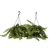 Krukkeplanter Indendørs^Læbestiftplante - Sæt med 2 - Aeschynanthus pulcher - Højde 20-30cm - ⌀15cm