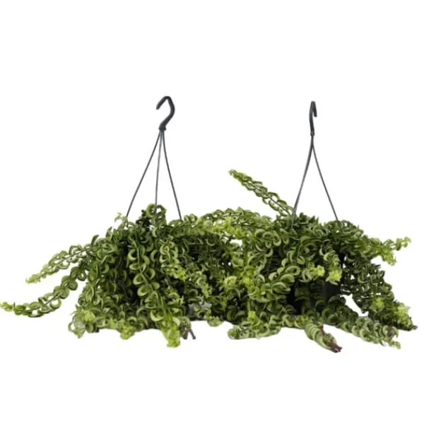 Krukkeplanter Indendørs^Læbestiftplante - Sæt med 2 - Aeschynanthus pulcher - Højde 20-30cm - ⌀15cm