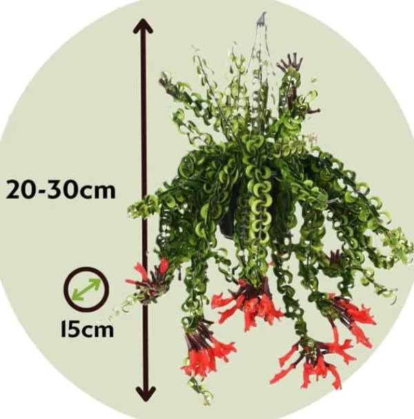 Krukkeplanter Indendørs^Læbestiftplante - Sæt med 2 - Aeschynanthus pulcher - Højde 20-30cm - ⌀15cm