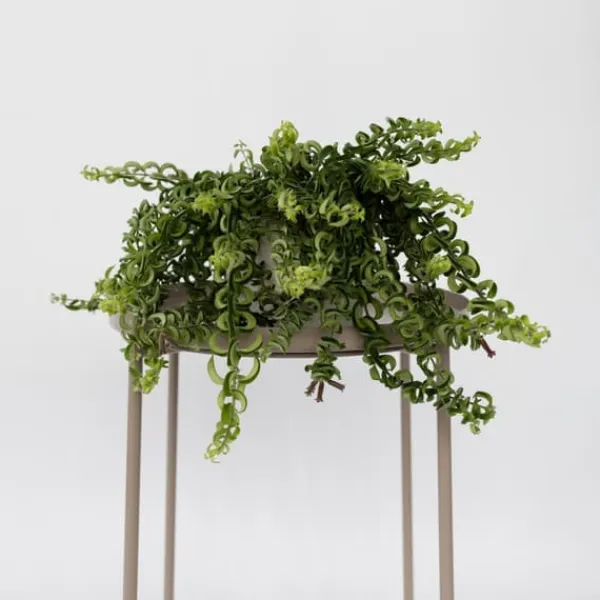 Krukkeplanter Indendørs^Læbestiftplante - Sæt med 2 - Aeschynanthus pulcher - Højde 20-30cm - ⌀15cm