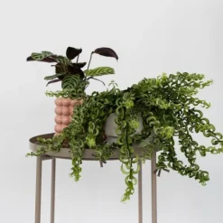 Krukkeplanter Indendørs^Læbestiftplante - Sæt med 2 - Aeschynanthus pulcher - Højde 20-30cm - ⌀15cm