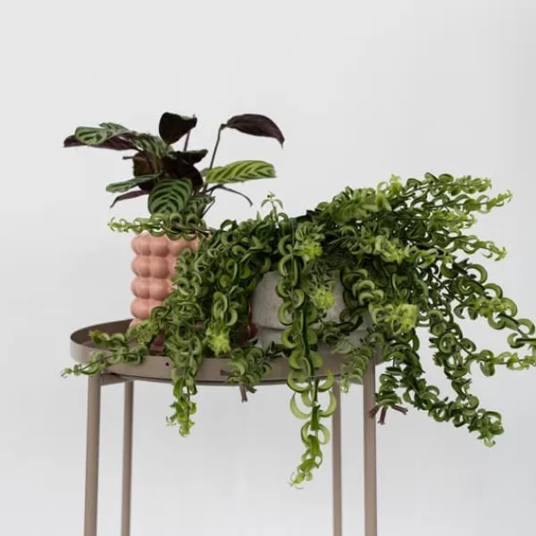 Krukkeplanter Indendørs^Læbestiftplante - Sæt med 2 - Aeschynanthus pulcher - Højde 20-30cm - ⌀15cm
