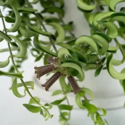 Krukkeplanter Indendørs^Læbestiftplante - Sæt med 2 - Aeschynanthus pulcher - Højde 20-30cm - ⌀15cm