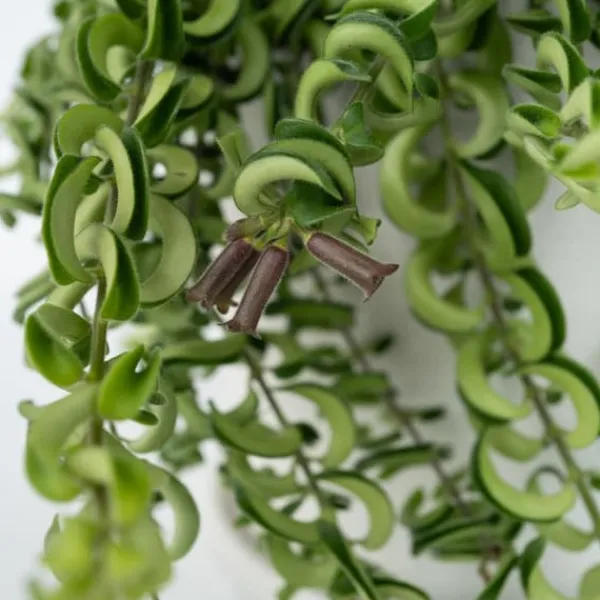 Krukkeplanter Indendørs^Læbestiftplante - Sæt med 2 - Aeschynanthus pulcher - Højde 20-30cm - ⌀15cm