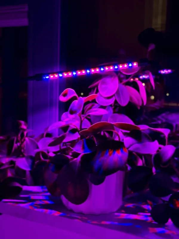 Krukkeplanter Indendørs^LED plantevækstlampe 20 dioder TIMER 9W hjemmedyrkning med netadapter