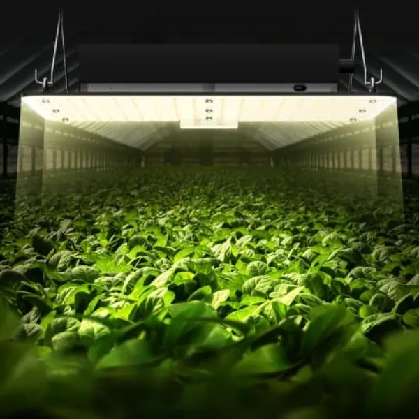 Online LED vækstlampe, fuldspektrum dæmpbar 150W, 30x40x12 cm, indendørs plantevækst Krukkeplanter Indendørs