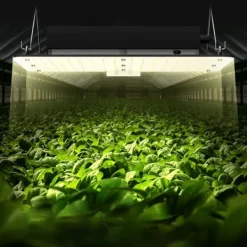 Best LED Vækstlys, 150W fuldspektrum dæmpbar, kraftfulde Samsung dioder til indendørs planter og drivhus. Daisy Chain driver til 3x3 ft telt. Kit Til Plante- & Urtedyrkning