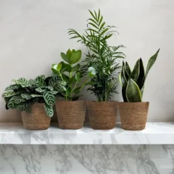 Krukkeplanter Indendørs^Letplejede stueplanter - Sæt med 4 inkl. kurv - Højde 25–40cm - ⌀12cm