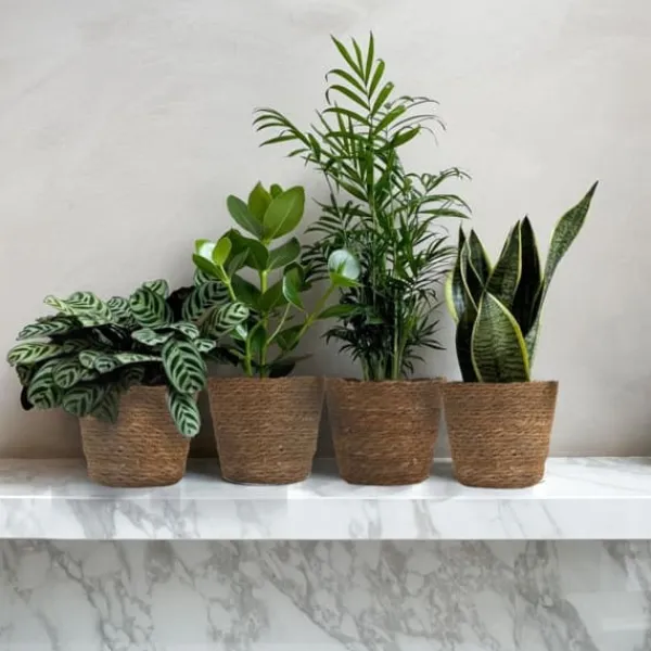 Krukkeplanter Indendørs^Letplejede stueplanter - Sæt med 4 inkl. kurv - Højde 25–40cm - ⌀12cm