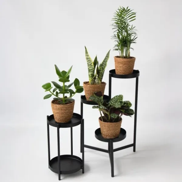 Krukkeplanter Indendørs^Letplejede stueplanter - Sæt med 4 inkl. kurv - Højde 25–40cm - ⌀12cm
