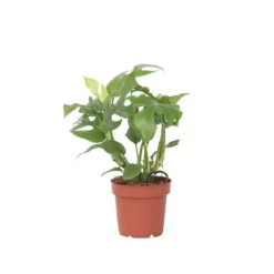 Krukkeplanter Indendørs^Lille monstera - Rhaphidophora tetrasperma - Højde 20-30cm - ⌀12cm