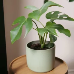 Krukkeplanter Indendørs^Lille monstera - Rhaphidophora tetrasperma - Højde 20-30cm - ⌀12cm