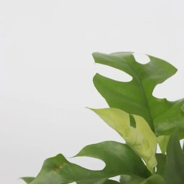 Krukkeplanter Indendørs^Lille monstera - Rhaphidophora tetrasperma - Højde 20-30cm - ⌀12cm