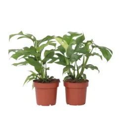 Lille monstera - Sæt med 2 - Rhaphidophora tetrasperma - Højde 20-30cm - ⌀12cm Krukkeplanter Indendørs