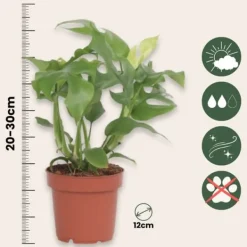 Lille monstera - Sæt med 2 - Rhaphidophora tetrasperma - Højde 20-30cm - ⌀12cm Krukkeplanter Indendørs