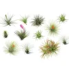 Sale Luftplante - Sæt med 12 - Tillandsia - Højde 5-15cm - ⌀5cm Krukkeplanter Indendørs