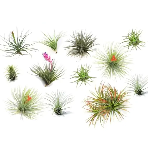 Sale Luftplante - Sæt med 12 - Tillandsia - Højde 5-15cm - ⌀5cm Krukkeplanter Indendørs