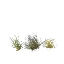 Outlet Luftplanter - Sæt med 3 - Tillandsia - Højde 5-15cm - ⌀5cm Krukkeplanter Indendørs