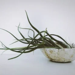 Outlet Luftplanter - Sæt med 3 - Tillandsia - Højde 5-15cm - ⌀5cm Krukkeplanter Indendørs