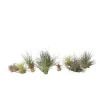 Outlet Luftplanter - Sæt med 10 - Tillandsia - Højde 5-15cm - ⌀5cm Krukkeplanter Indendørs