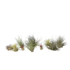 Outlet Luftplanter - Sæt med 10 - Tillandsia - Højde 5-15cm - ⌀5cm Krukkeplanter Indendørs