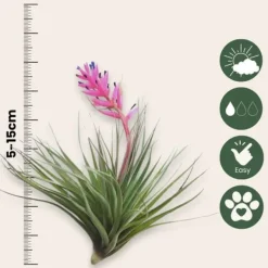 Outlet Luftplanter - Sæt med 10 - Tillandsia - Højde 5-15cm - ⌀5cm Krukkeplanter Indendørs