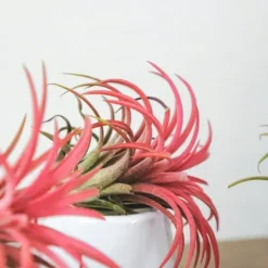 Outlet Luftplanter - Sæt med 10 - Tillandsia - Højde 5-15cm - ⌀5cm Krukkeplanter Indendørs