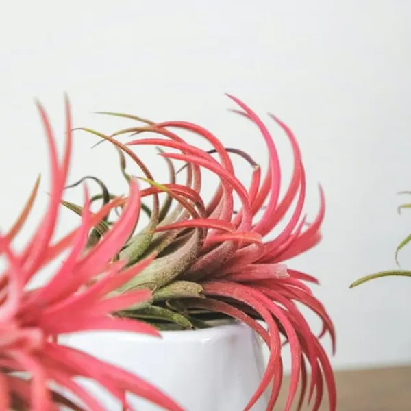 Outlet Luftplanter - Sæt med 10 - Tillandsia - Højde 5-15cm - ⌀5cm Krukkeplanter Indendørs