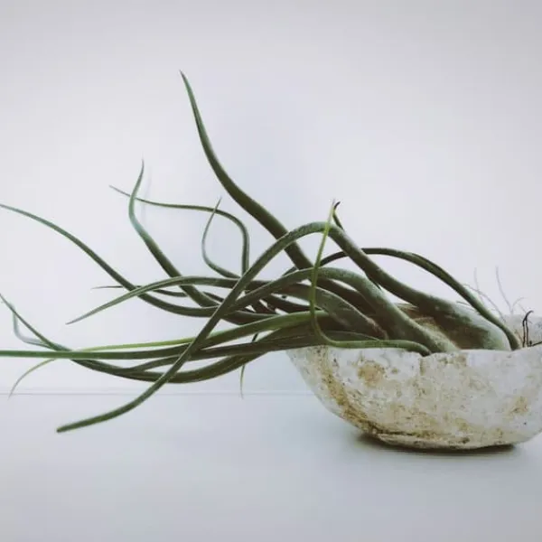 Outlet Luftplanter - Sæt med 10 - Tillandsia - Højde 5-15cm - ⌀5cm Krukkeplanter Indendørs