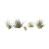 Krukkeplanter Indendørs^Luftplanter - Sæt med 6 - Tillandsia - Højde 5-15cm - ⌀5cm