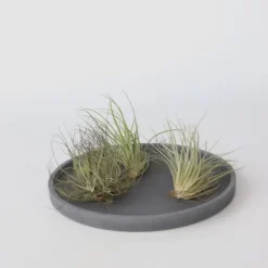 Krukkeplanter Indendørs^Luftplanter - Sæt med 6 - Tillandsia - Højde 5-15cm - ⌀5cm