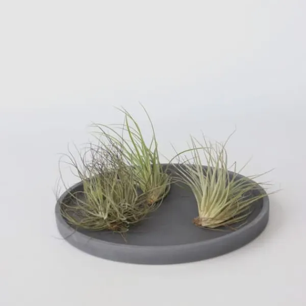 Krukkeplanter Indendørs^Luftplanter - Sæt med 6 - Tillandsia - Højde 5-15cm - ⌀5cm