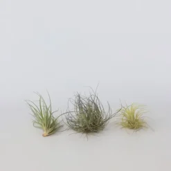 Krukkeplanter Indendørs^Luftplanter - Sæt med 6 - Tillandsia - Højde 5-15cm - ⌀5cm