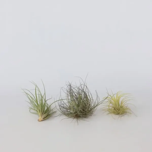 Krukkeplanter Indendørs^Luftplanter - Sæt med 6 - Tillandsia - Højde 5-15cm - ⌀5cm
