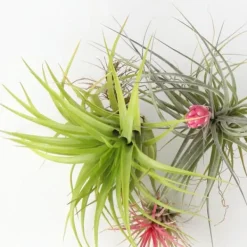Krukkeplanter Indendørs^Luftplanter - Sæt med 6 - Tillandsia - Højde 5-15cm - ⌀5cm